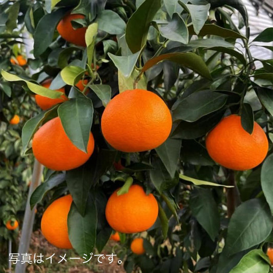 愛媛果試第28号