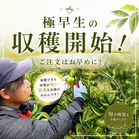 極早生の収穫開始