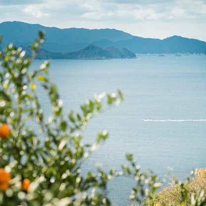 南柑20号