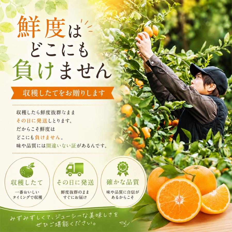 南柑20号