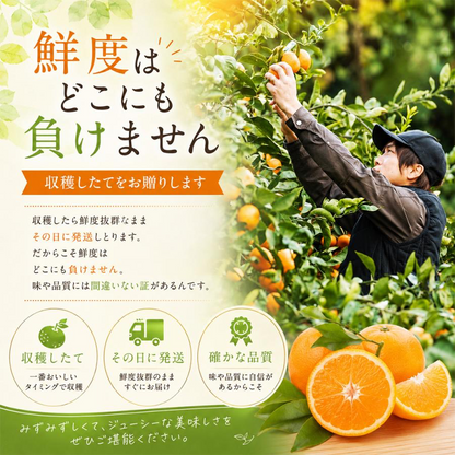 南柑20号