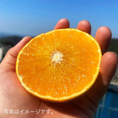 愛媛果試第28号