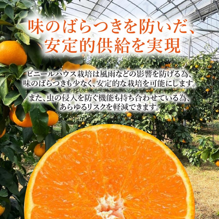 愛媛果試第28号