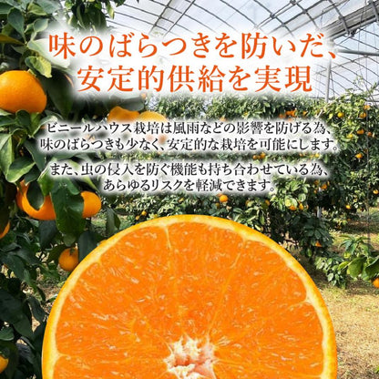 愛媛果試第28号