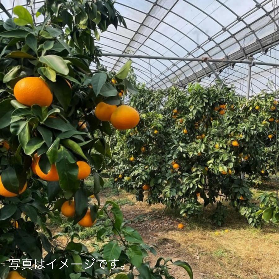 愛媛果試第28号