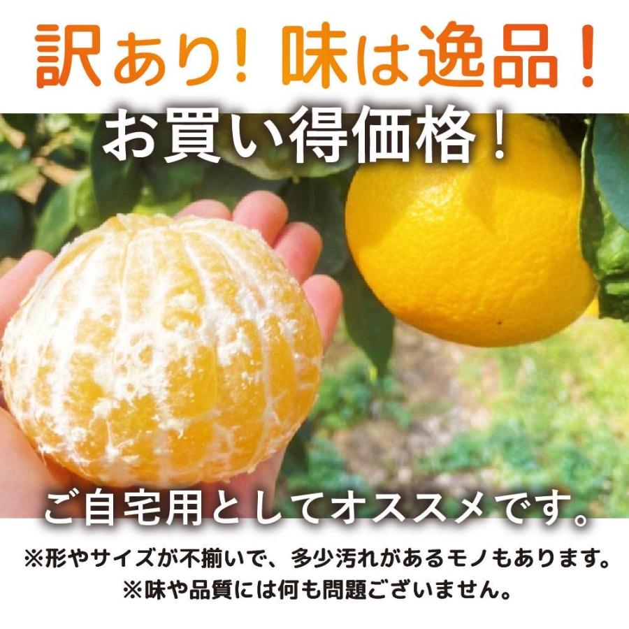 愛媛果試第28号